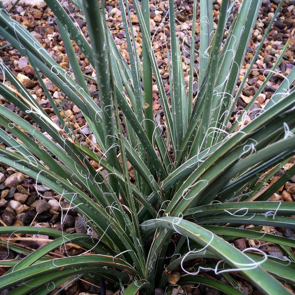 Hesperaloe parviflora - Yucca rouge