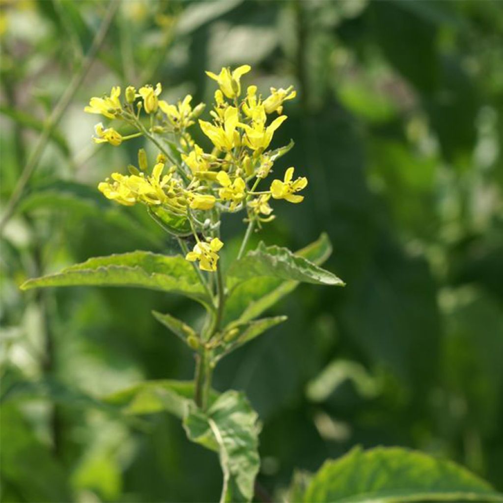 Hesperis lutea