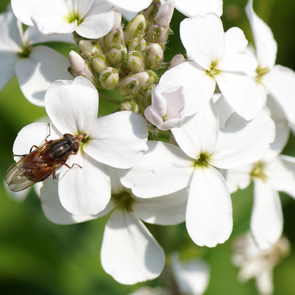 Hesperis matronalis Alba