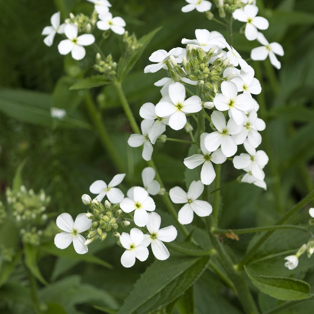 Hesperis matronalis Alba