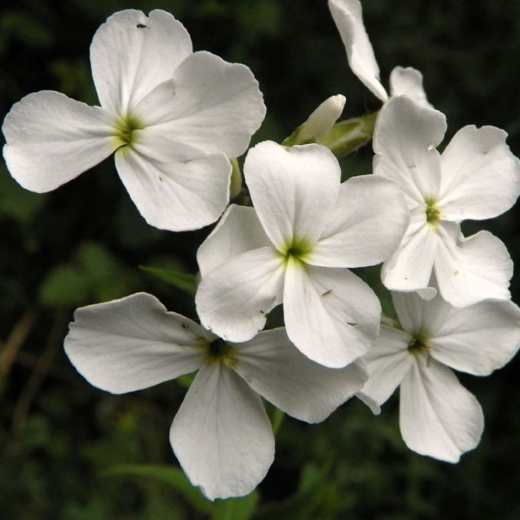 Hesperis matronalis Alba