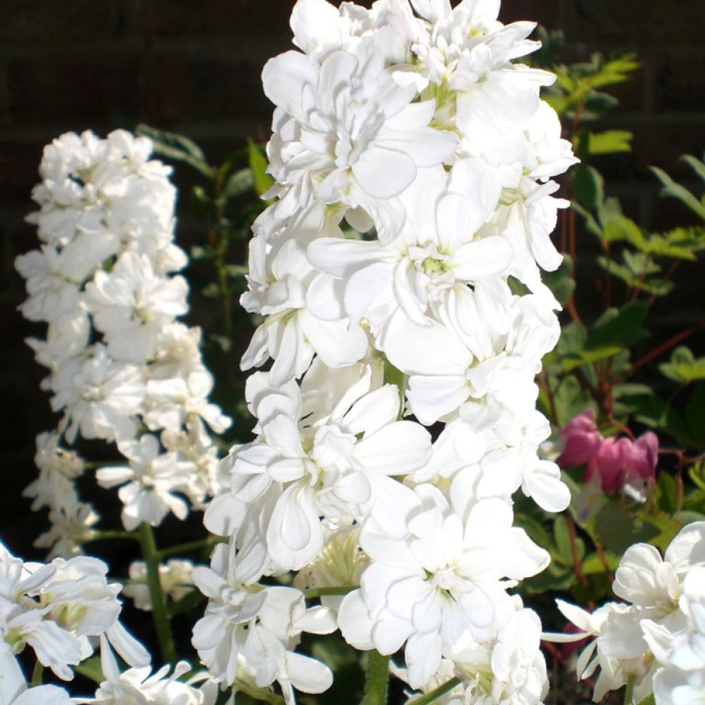 Hesperis matronalis v. albiflora Alba Plena