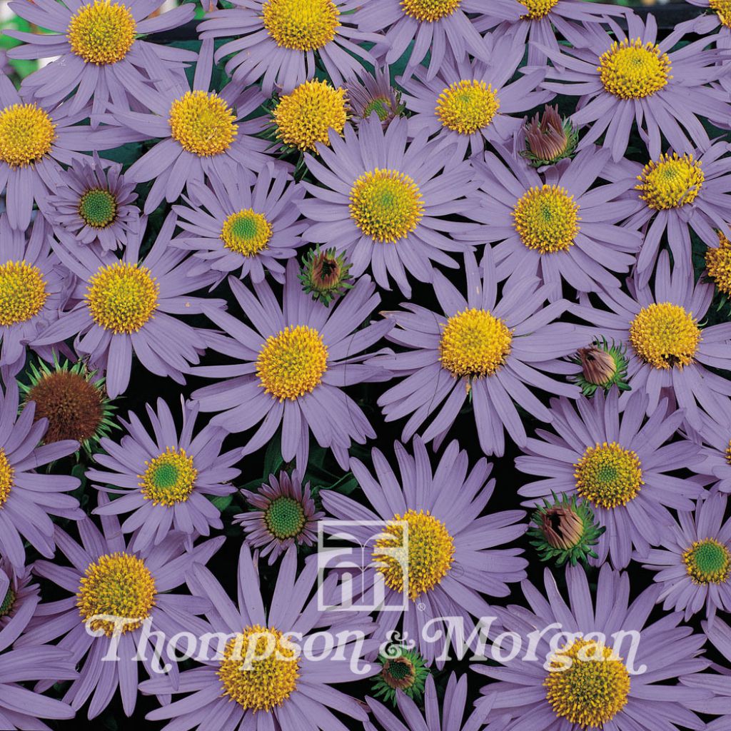 Heteropappus meyendorffii Blue Knoll - Blue Chrysanthemum