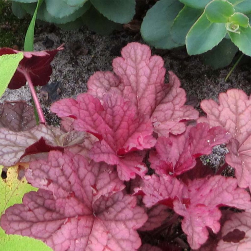 Heuchère - Heuchera Berry Smoothie