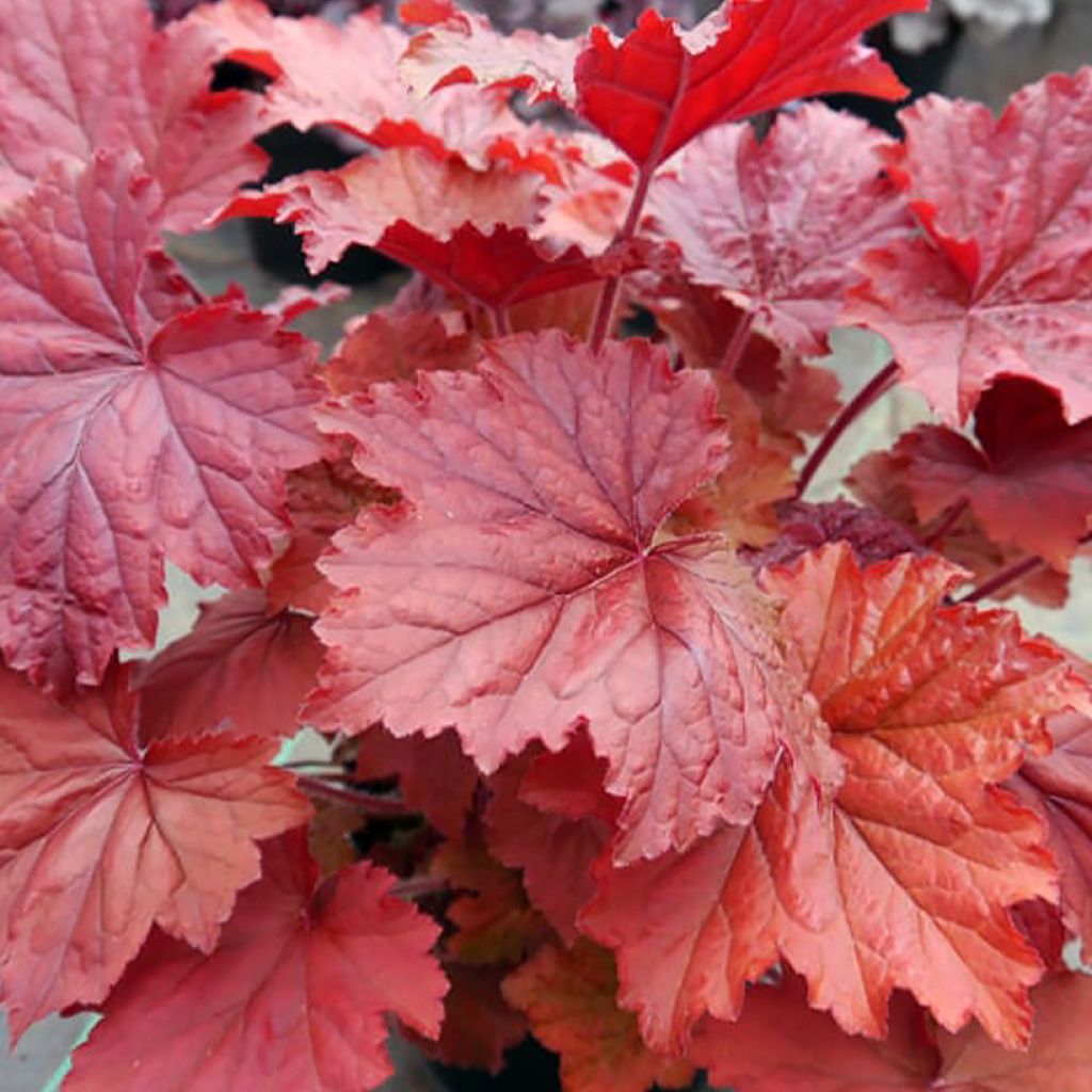 Heuchera Bloody Dinosaur - Heuchère