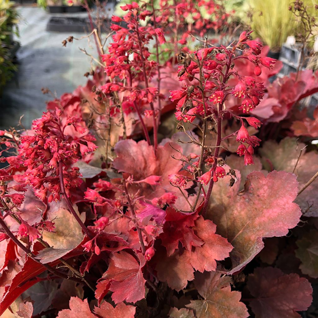 Heuchera Cherry Cola