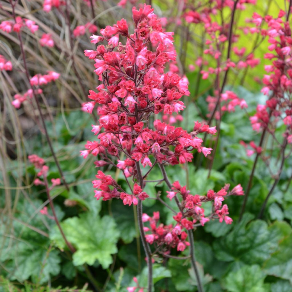 Heuchera Flower Power - Heuchère