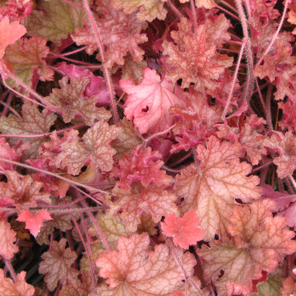 Heuchère - Heuchera Ginger Peach