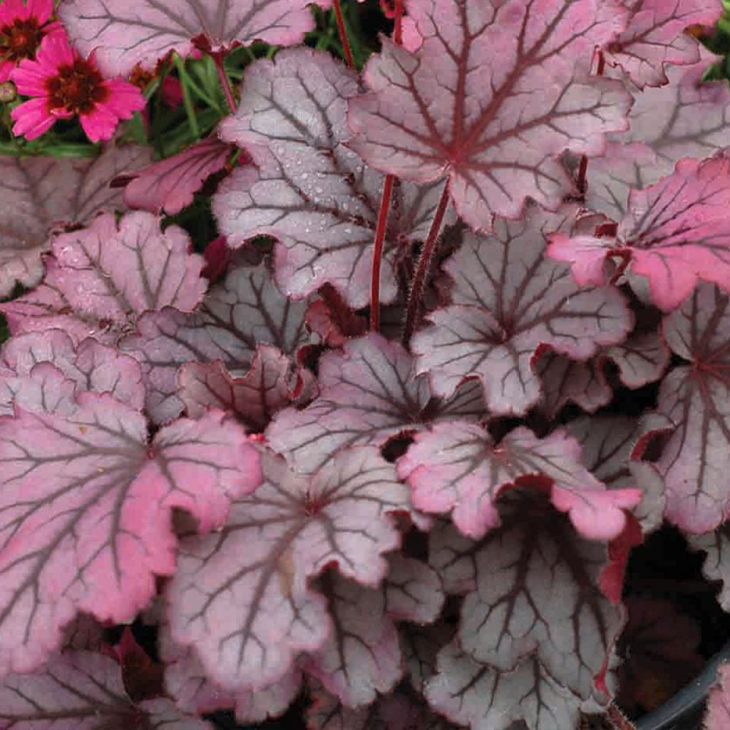 Heuchera Little Cuties Sugar Berry - Heuchère