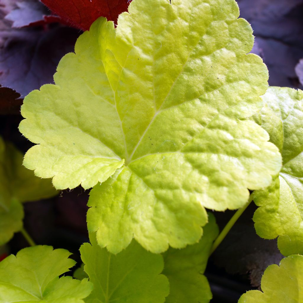 Heuchera hybrida Little Cuties Sweet Tart