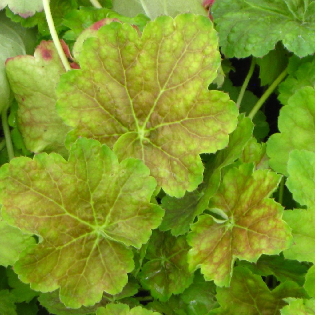 Heuchère -  Heuchera Miracle