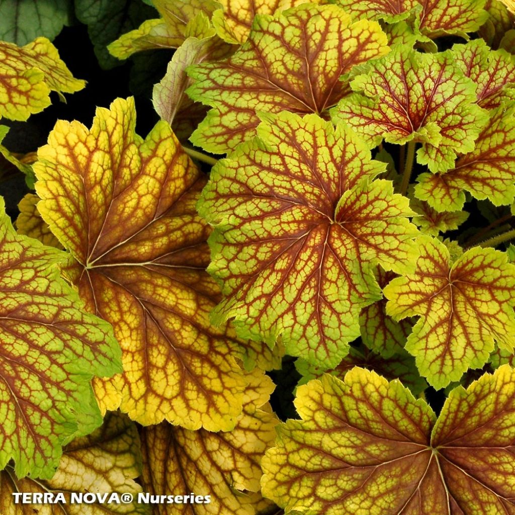 Heuchera Red Lightning - Heuchère