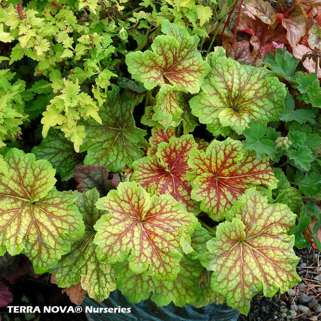 Heuchera Red Lightning - Heuchère