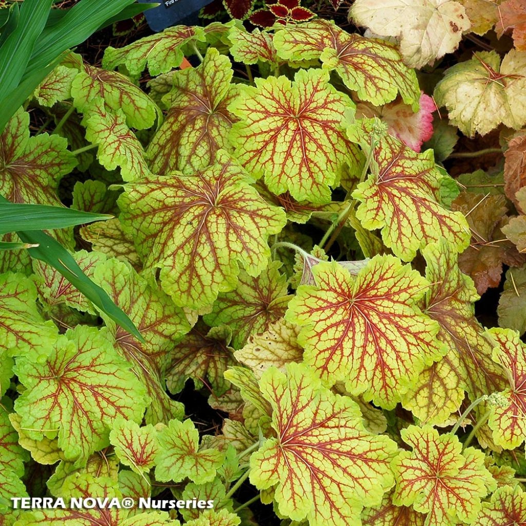 Heuchera Red Lightning - Heuchère