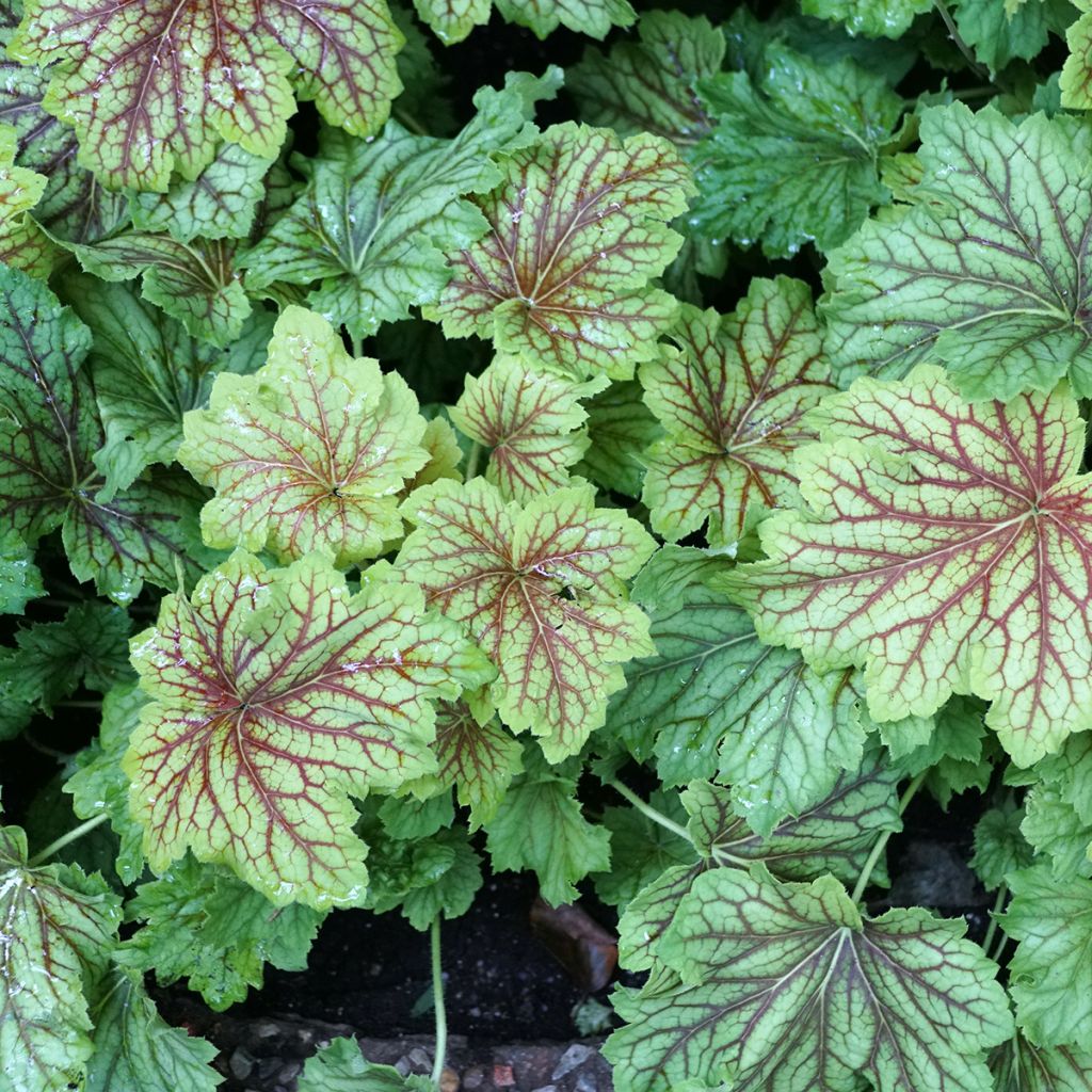 Heuchera Red Lightning