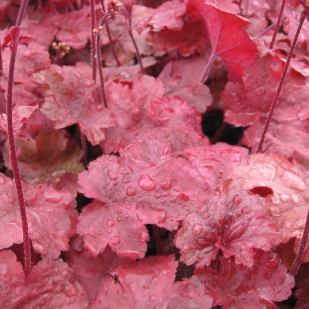 Heuchère - Heuchera Root Beer