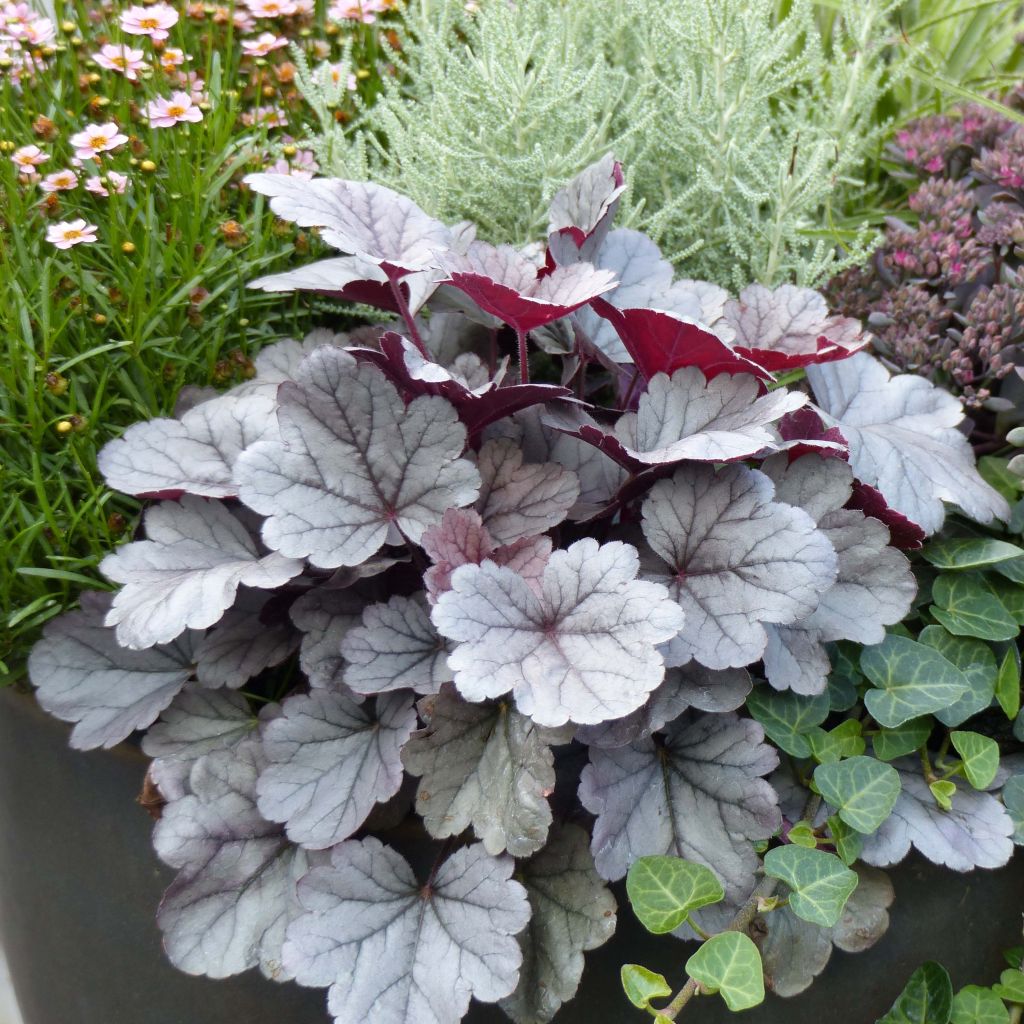 Heuchère - Heuchera Silver Gumdrop