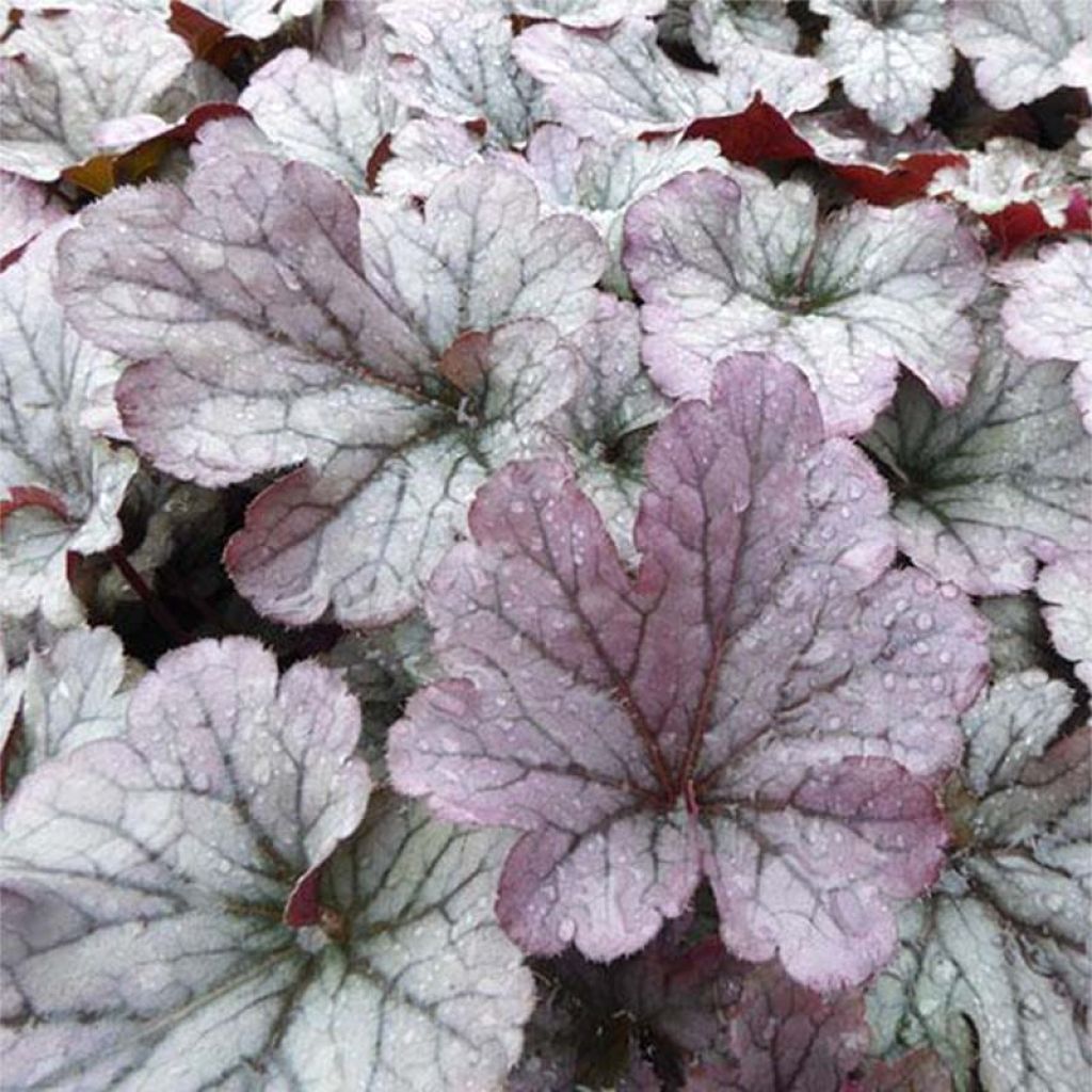 Heuchera Sloeberry