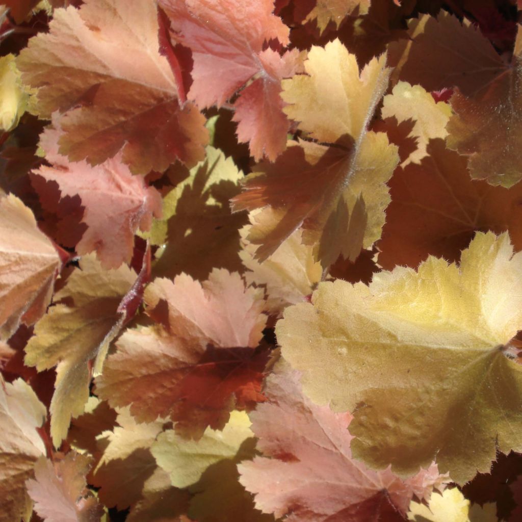 Heuchera Southern Comfort - Heuchère