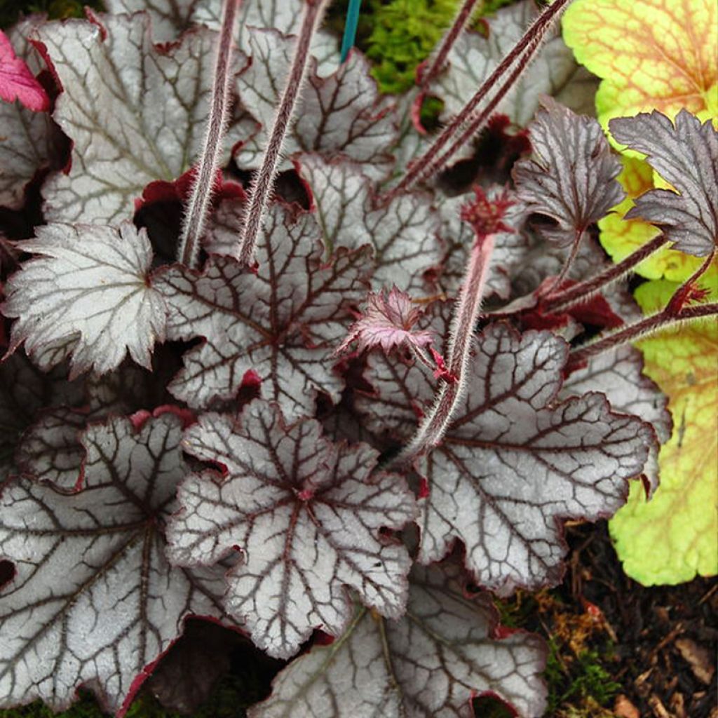 Heuchera Spellbound - Heuchère