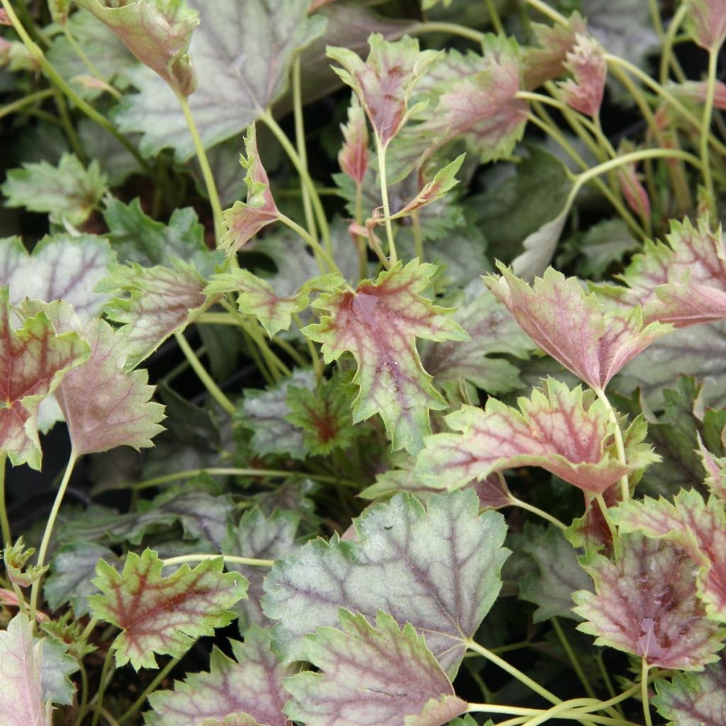 Heuchère - Heuchera americana Birkin