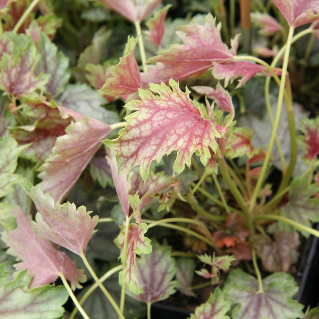 Heuchère - Heuchera americana Birkin