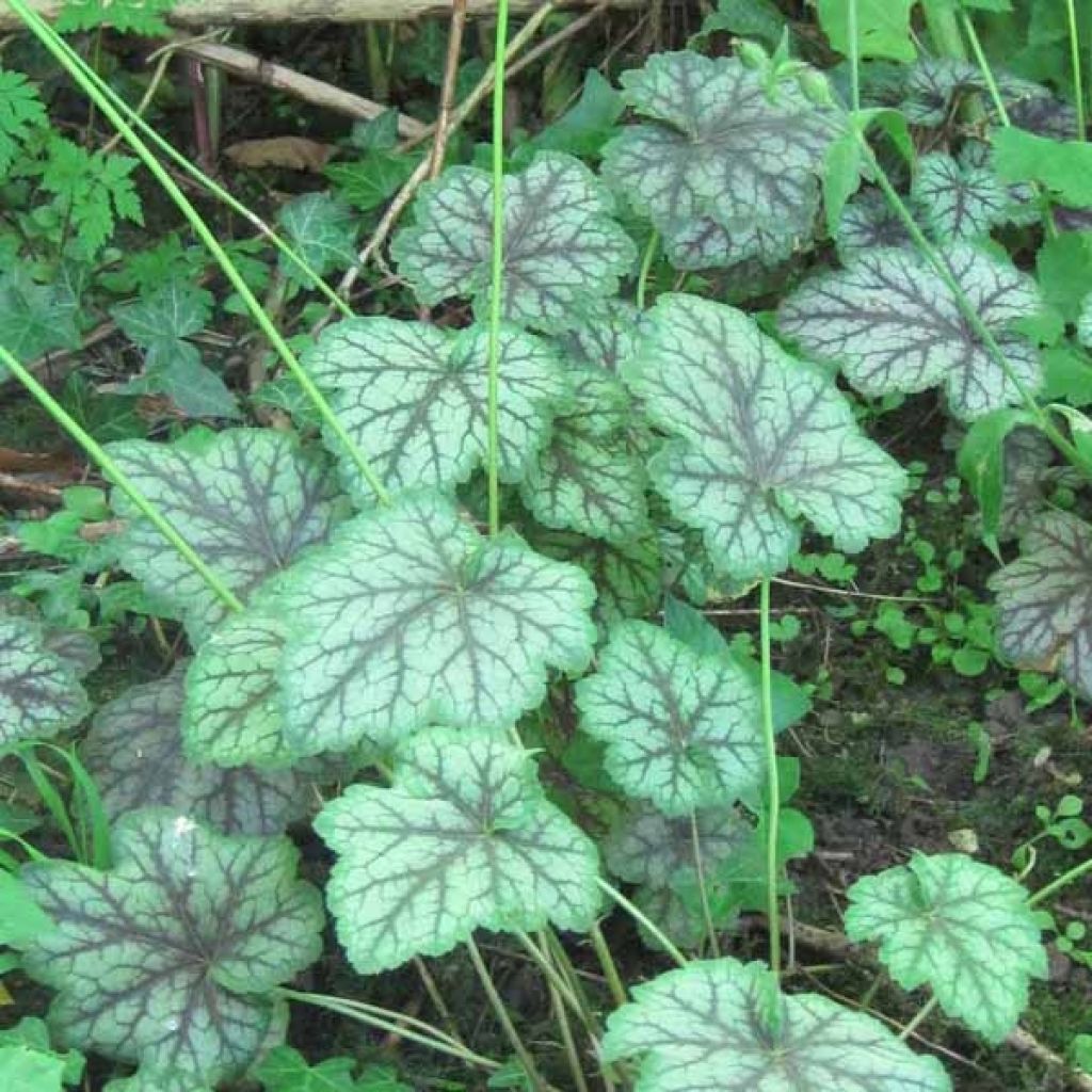 Heuchère - Heuchera americana Dales Strain