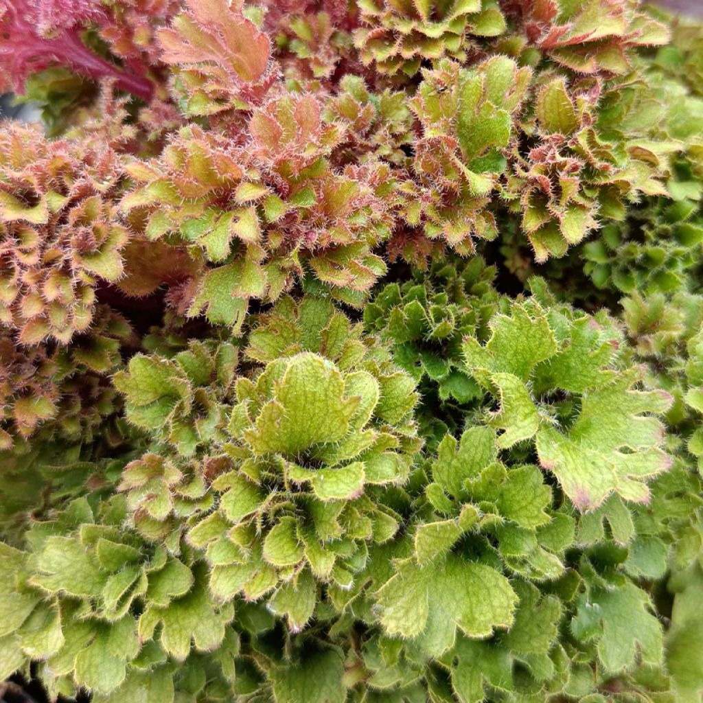 Heuchère - Heuchera Frilly