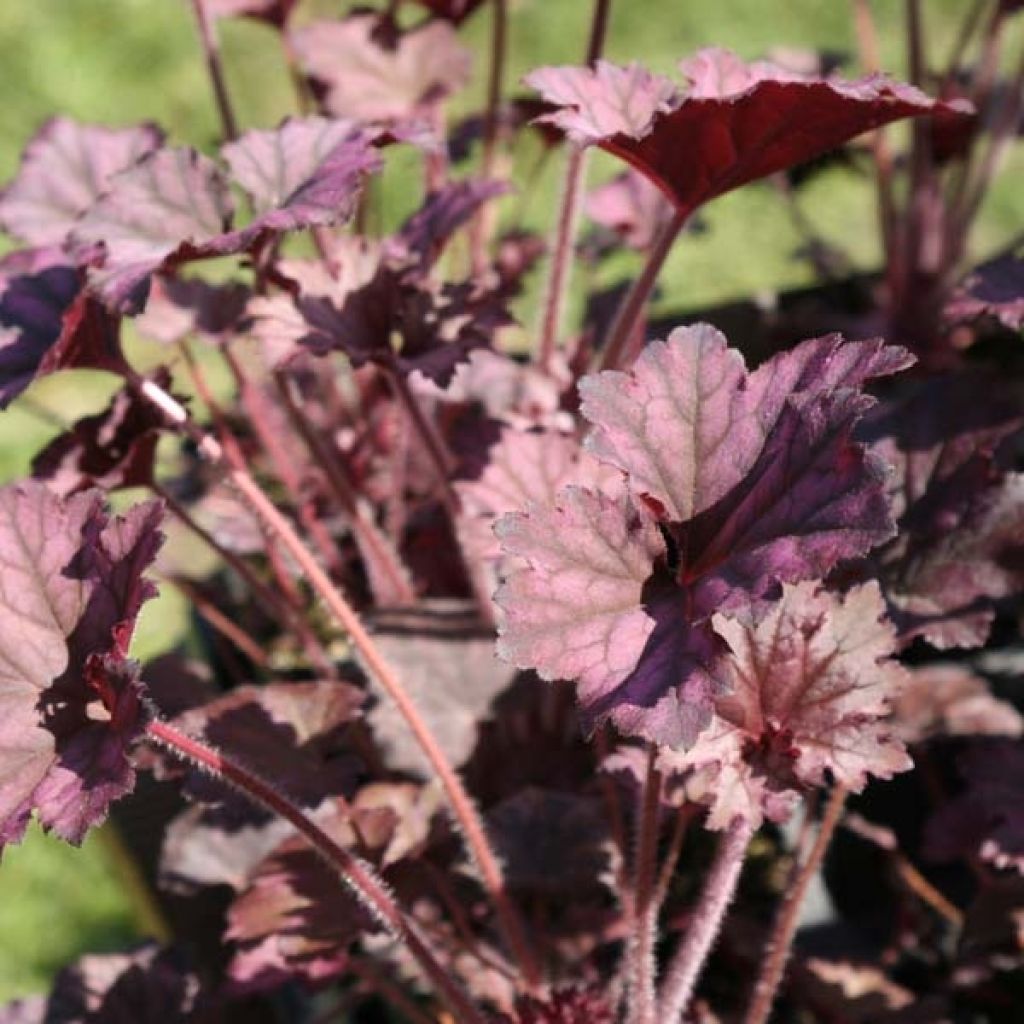 Heuchère, Heuchera Plum Pudding