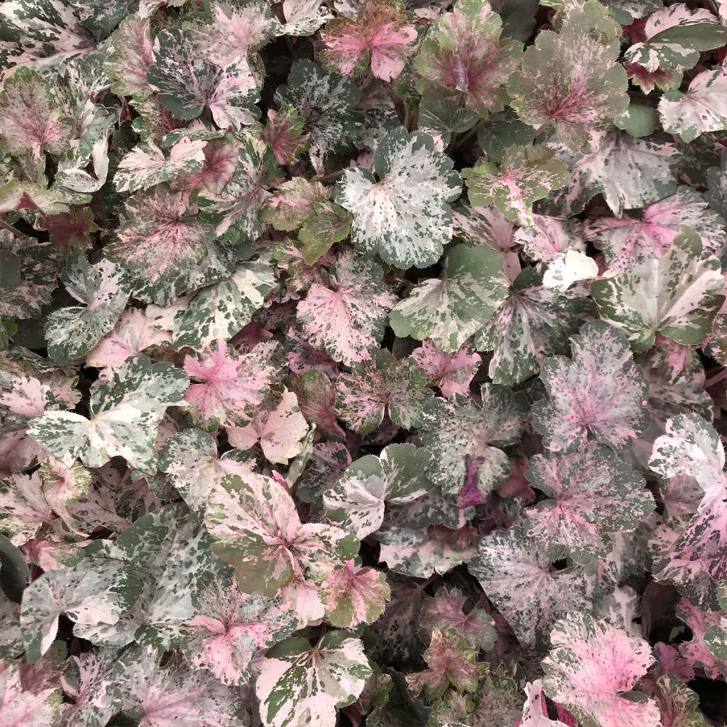 Heuchera Pinky Panky - Heuchère