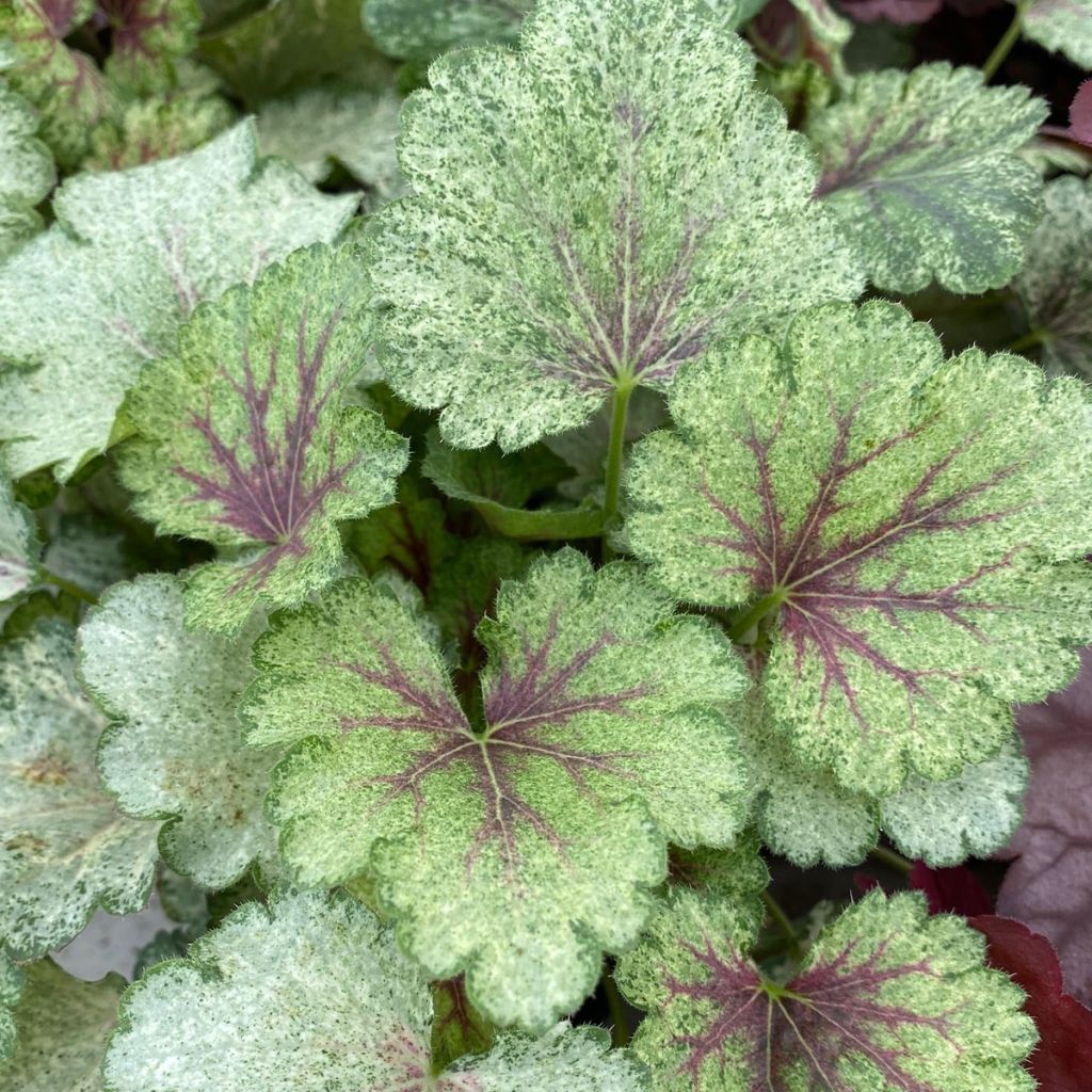 Heuchera Snowy Panky - Heuchère