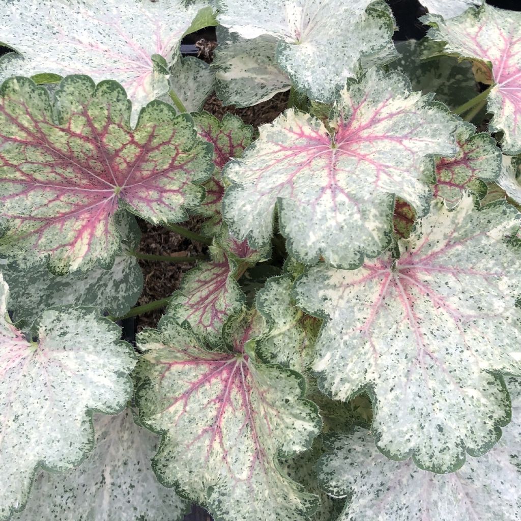 Heuchera Snowy Panky - Heuchère