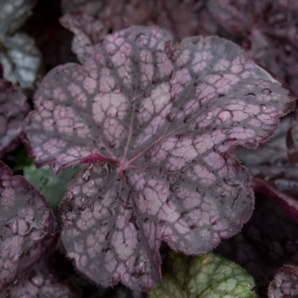 Heuchera Velvet Night