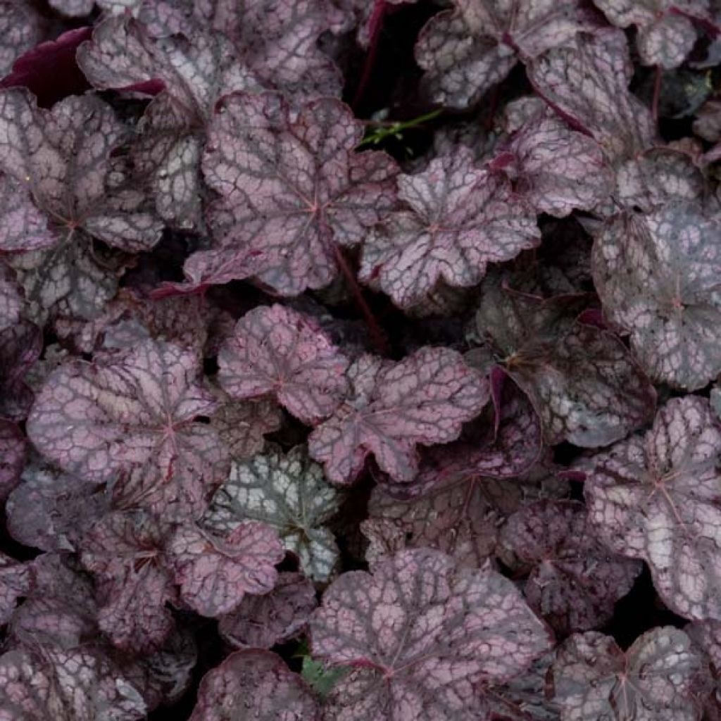 Heuchera Velvet Night