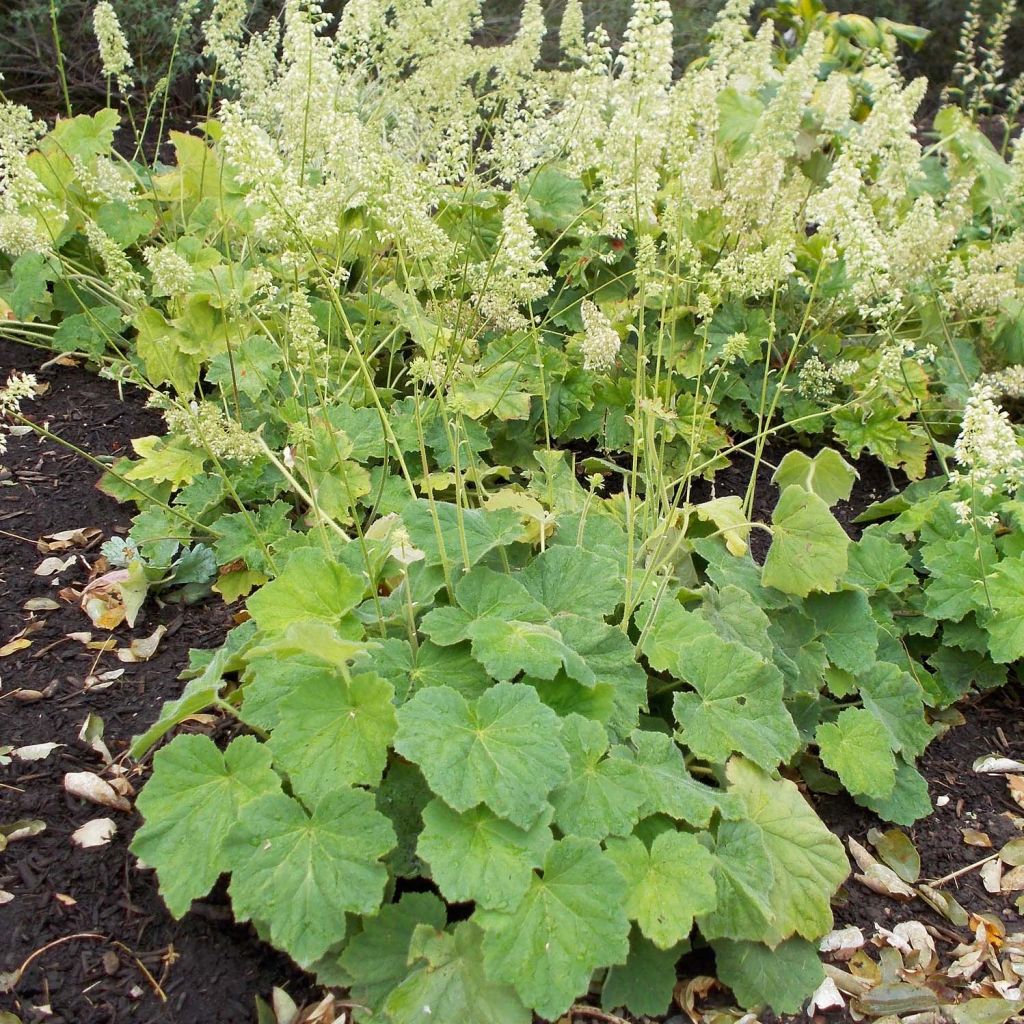 Heuchère, Heuchera villosa var macrorrhiza