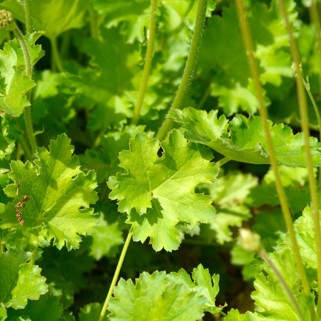 Heuchera hybrida Apple Crisp