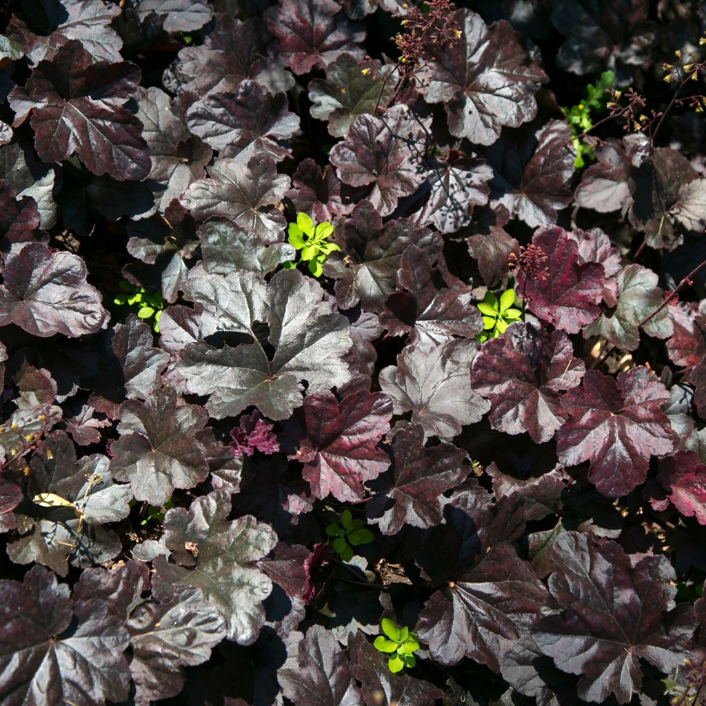 Heuchera villosa Black Beauty