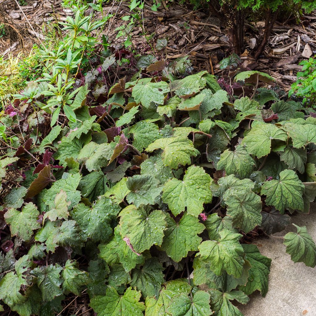 Heuchère - Heuchera Brownies