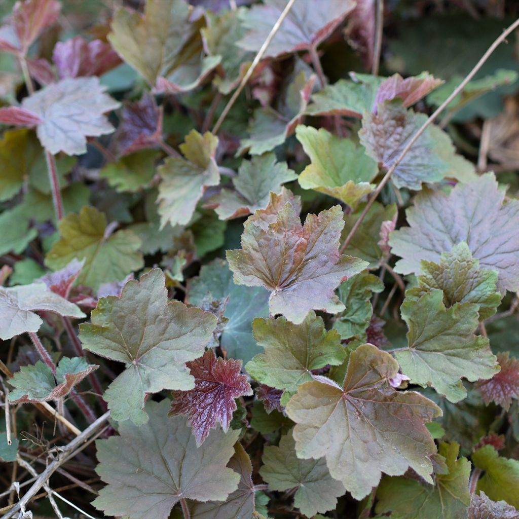 Heuchère - Heuchera Brownies