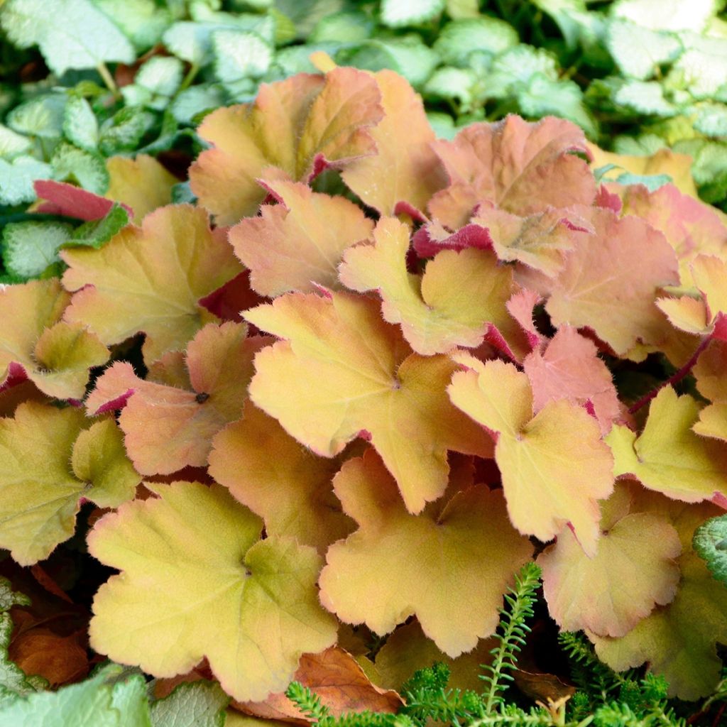 Heuchera villosa Caramel