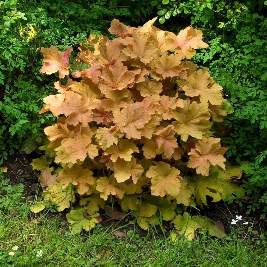 Heuchera villosa Caramel