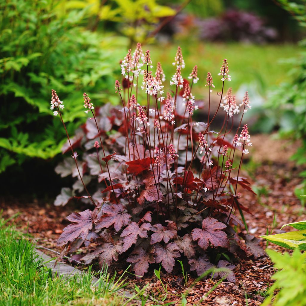 Heuchera Chocolate Ruffle