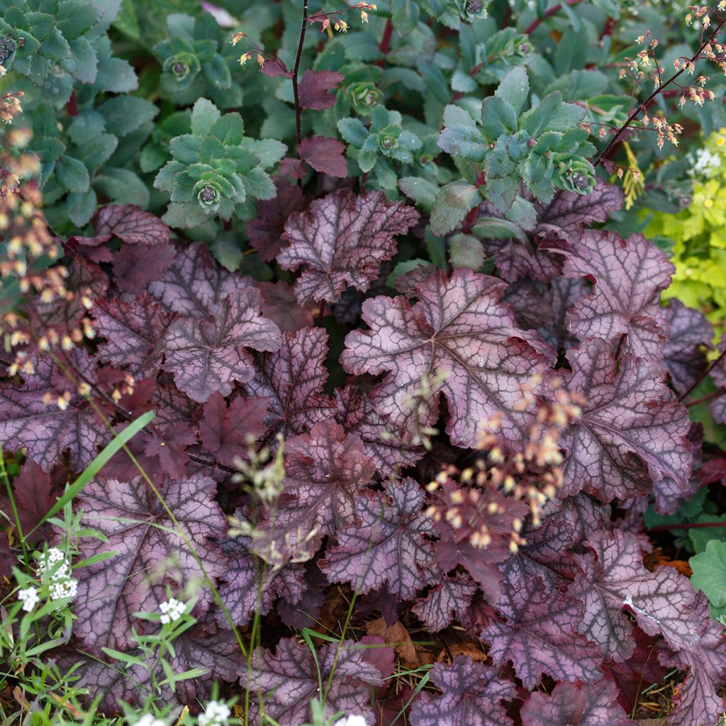 Heuchera Chocolate Ruffle