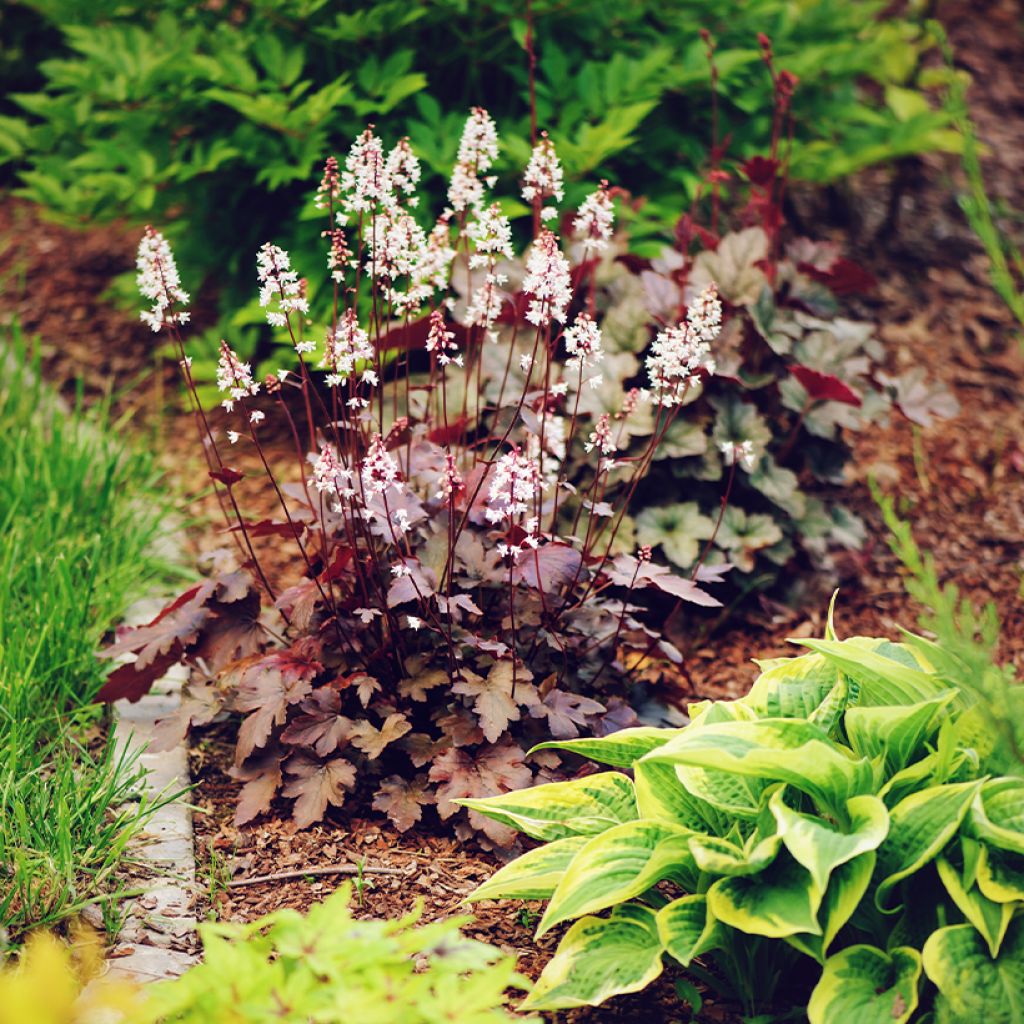 Heuchera Chocolate Ruffle