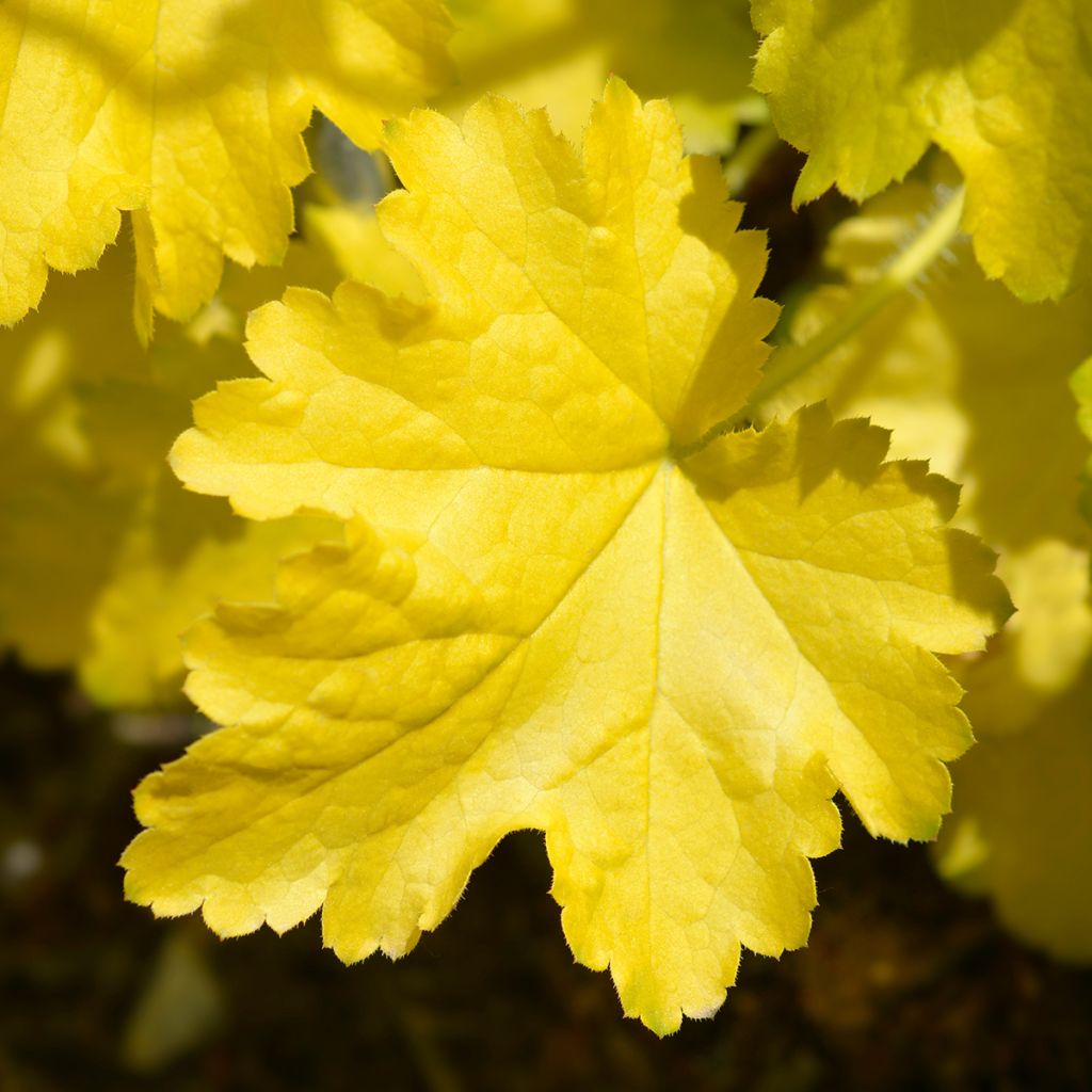 Heuchera Electric Lime