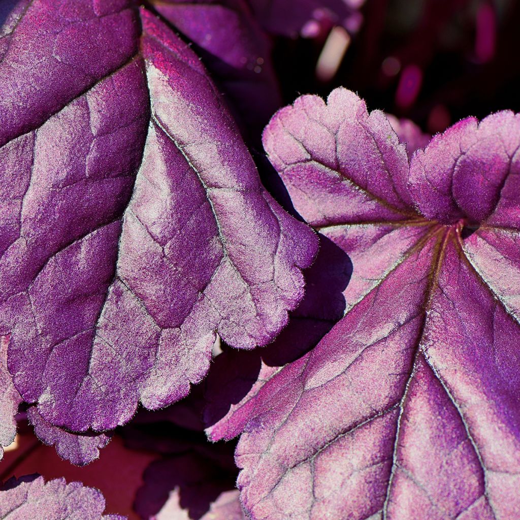 Heuchera Forever Purple