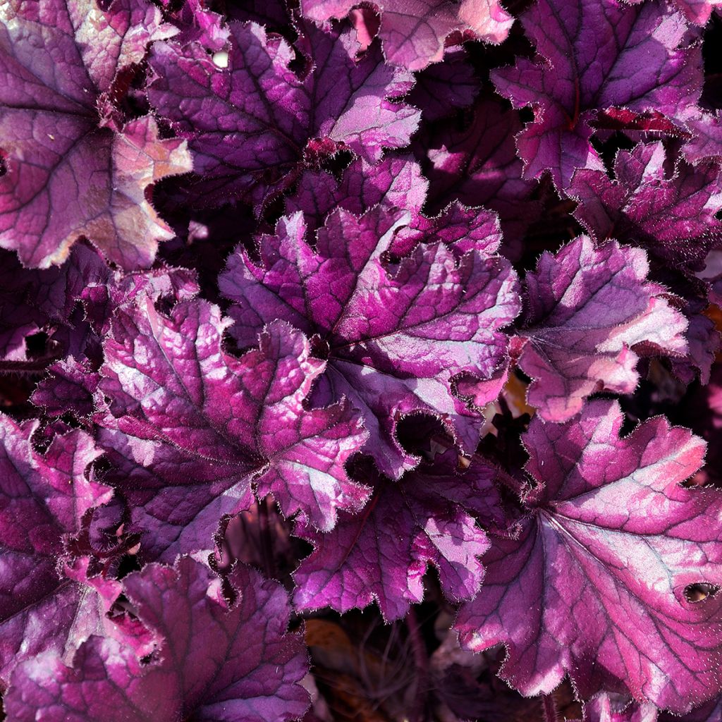 Heuchera Forever Purple