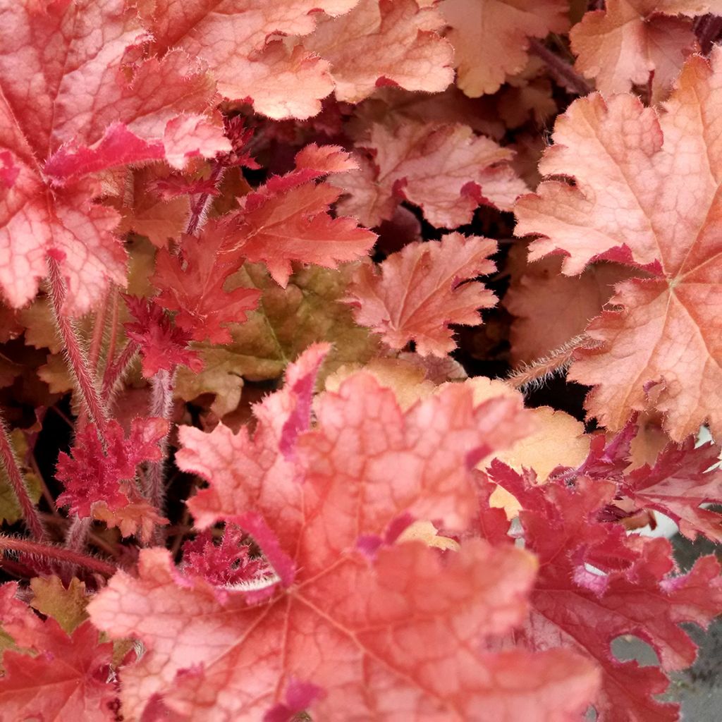 Heuchera Ginger Peach