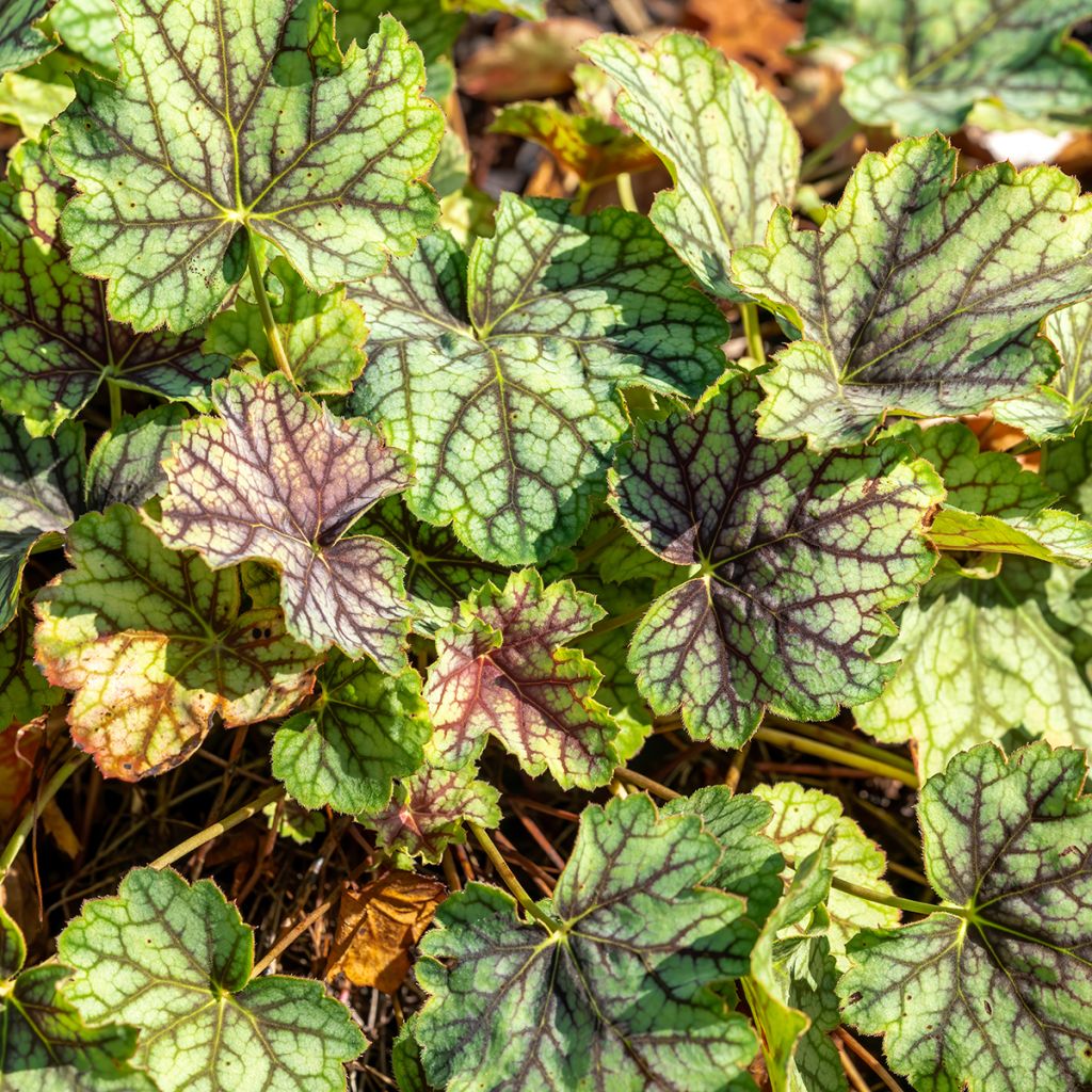 Heuchera Green Spice