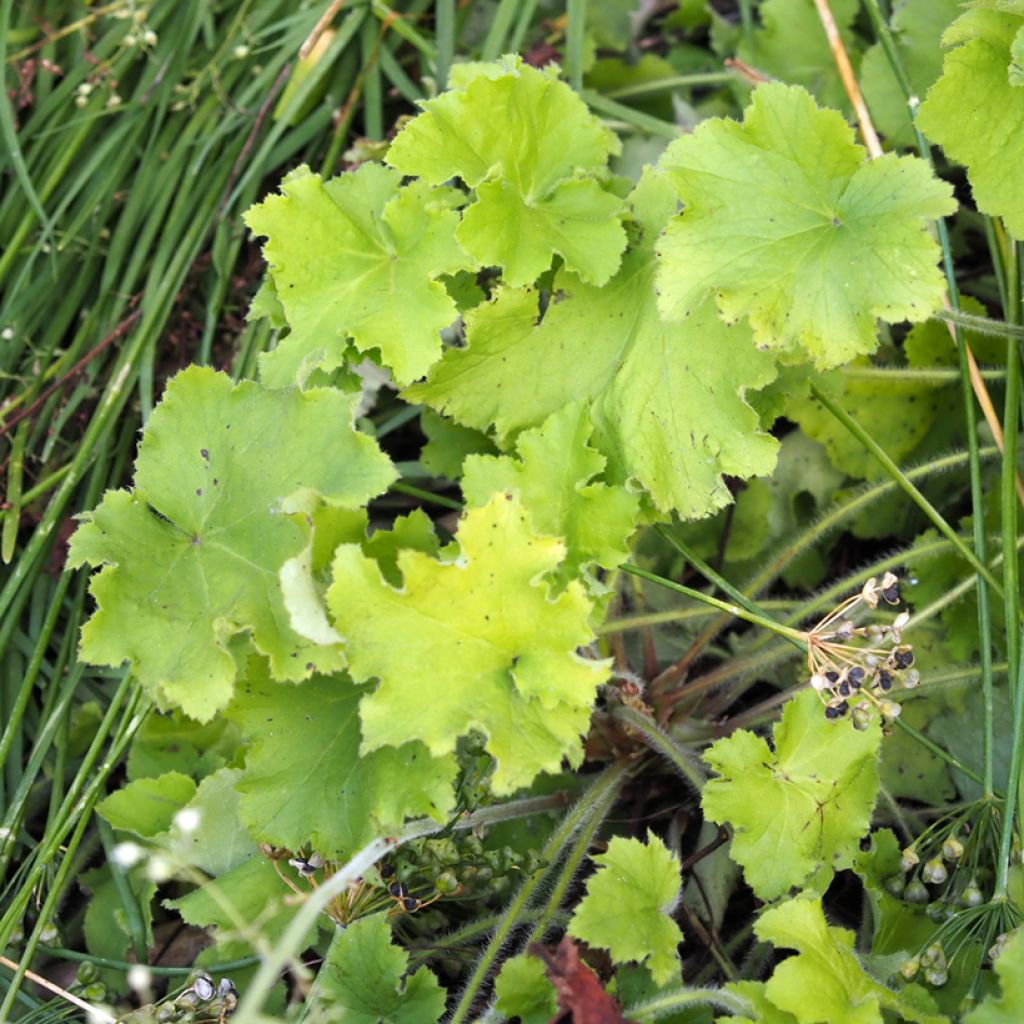 Heuchère - Heuchera Guacamole